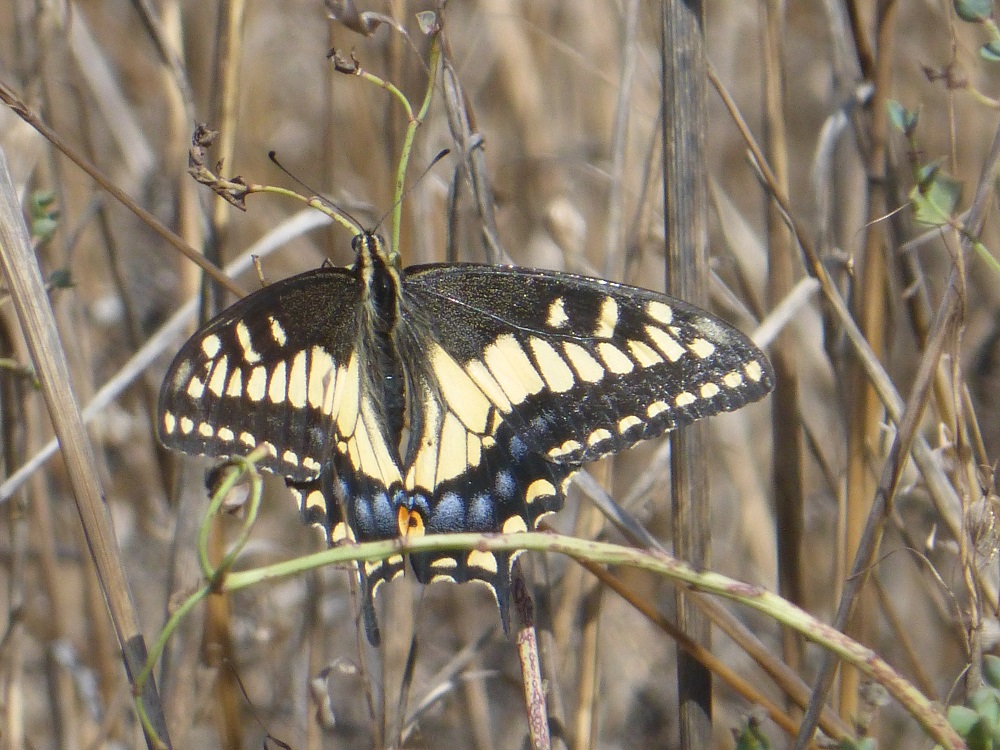 The anise swallowtail (Papilio zelicaon) is one of the most spectacular late summer butterflies. This is a native species that actually benefits from the presence of an invasive plant. While the anise swallowtail’s native host plants—all of them in the carrot and parsley family—only grow in spring, non-native fennel (Foeniculum vulgare) thrives throughout the summer, extending the season for this spectacular butterfly. Photo by Suzanne Guldimann