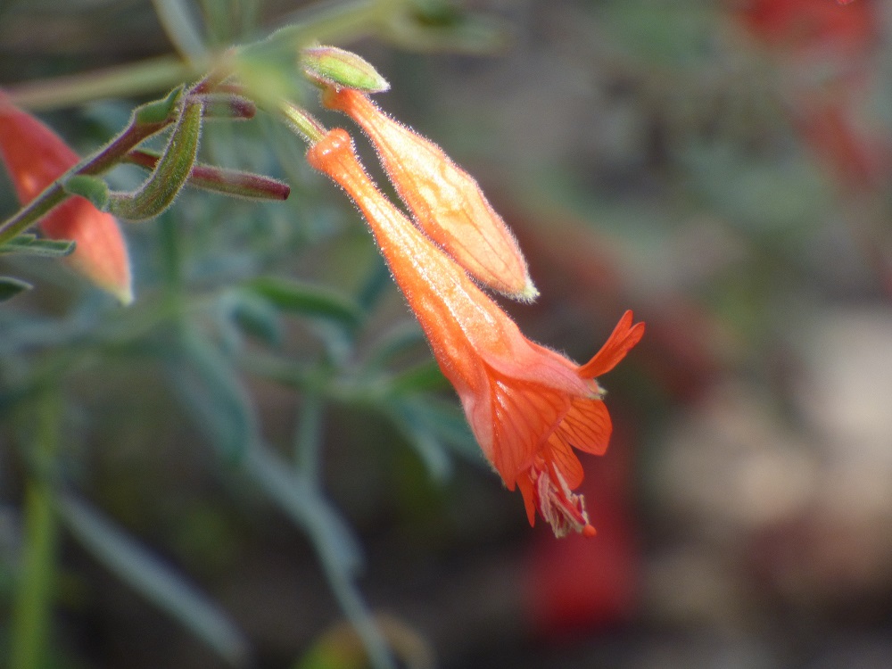 California fuchsia blooms in late summer and autumn, providing a welcome blaze of color and providing hummingbirds with an important source of nectar at a time of year with few native flowers. Photo by Suzanne Guldimann