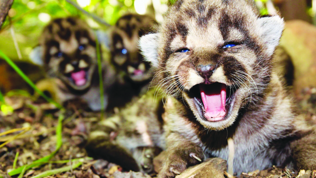 Mountain lion kittens test positive for rodenticide poisoning in postmortem examination