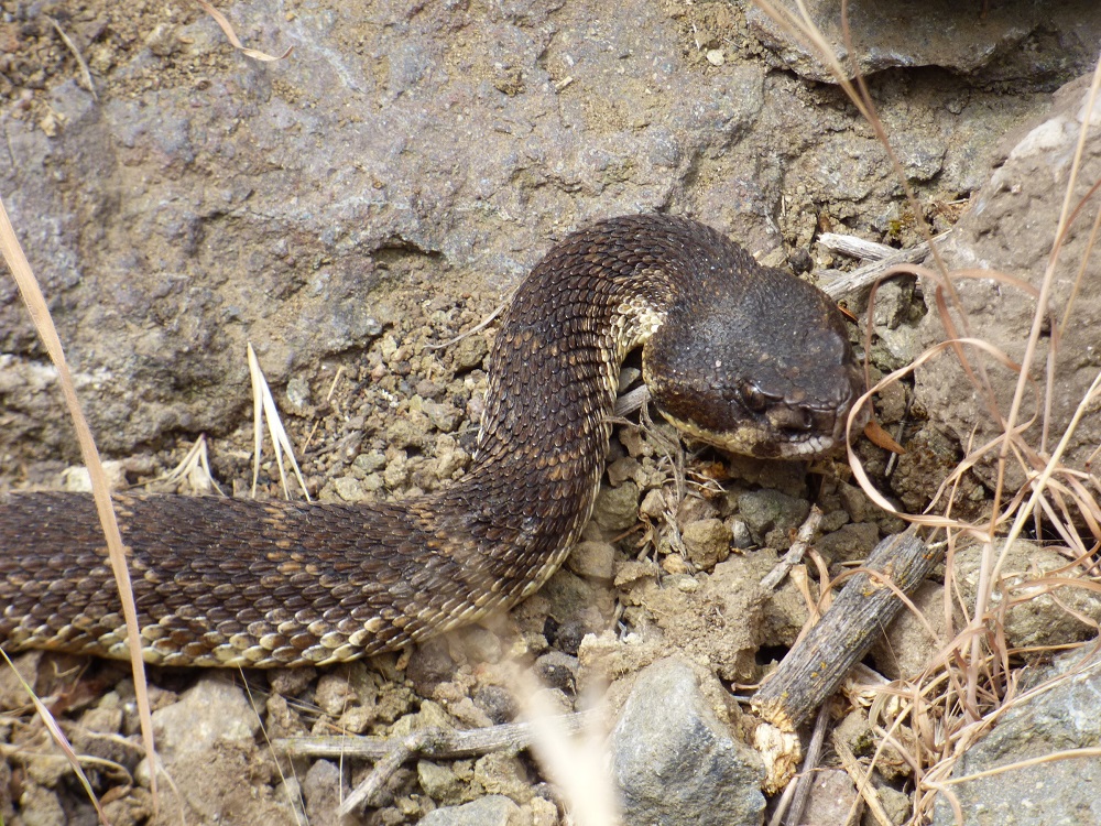Surprising and Sometimes Scary, Snakes Are a Vital Part of Topanga's  Ecology - Topanga New Times