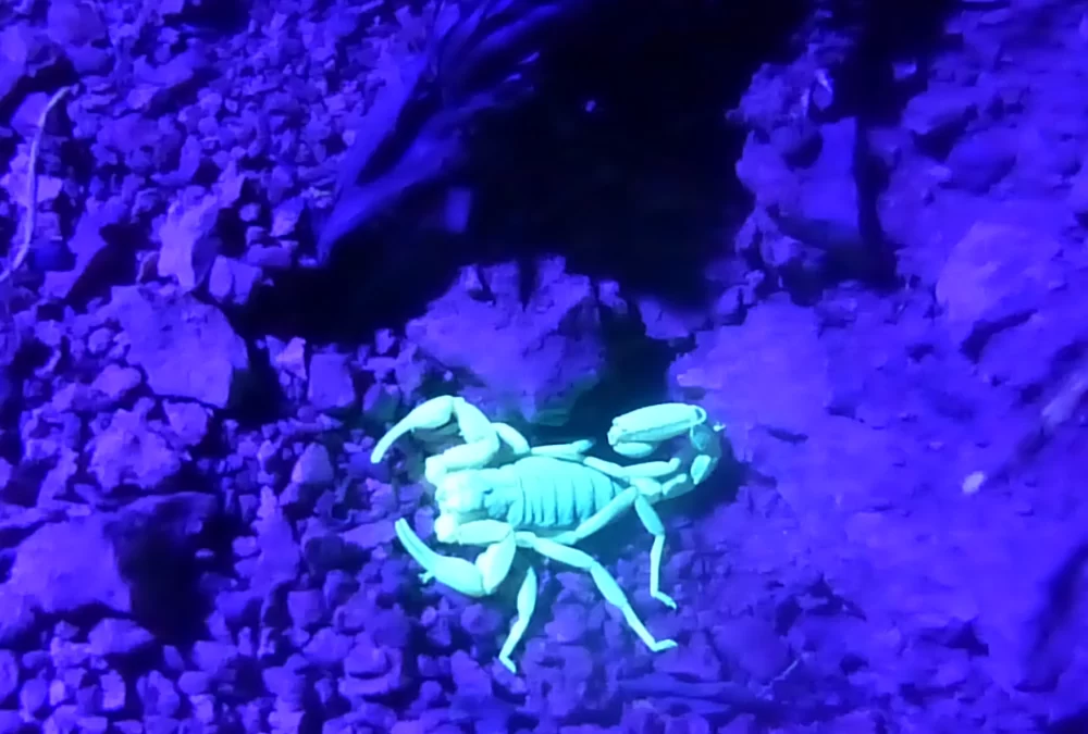 Scorpions Are an Unexpected Part of Life in Topanga