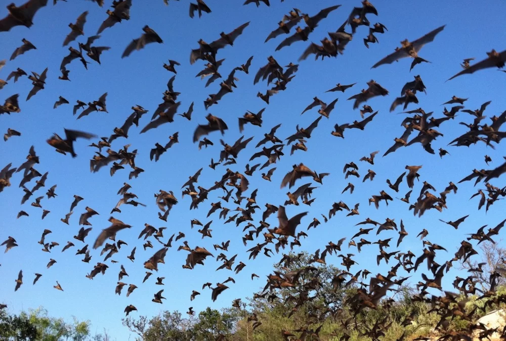 Topanga’s Bats Are More Cute Than Scary