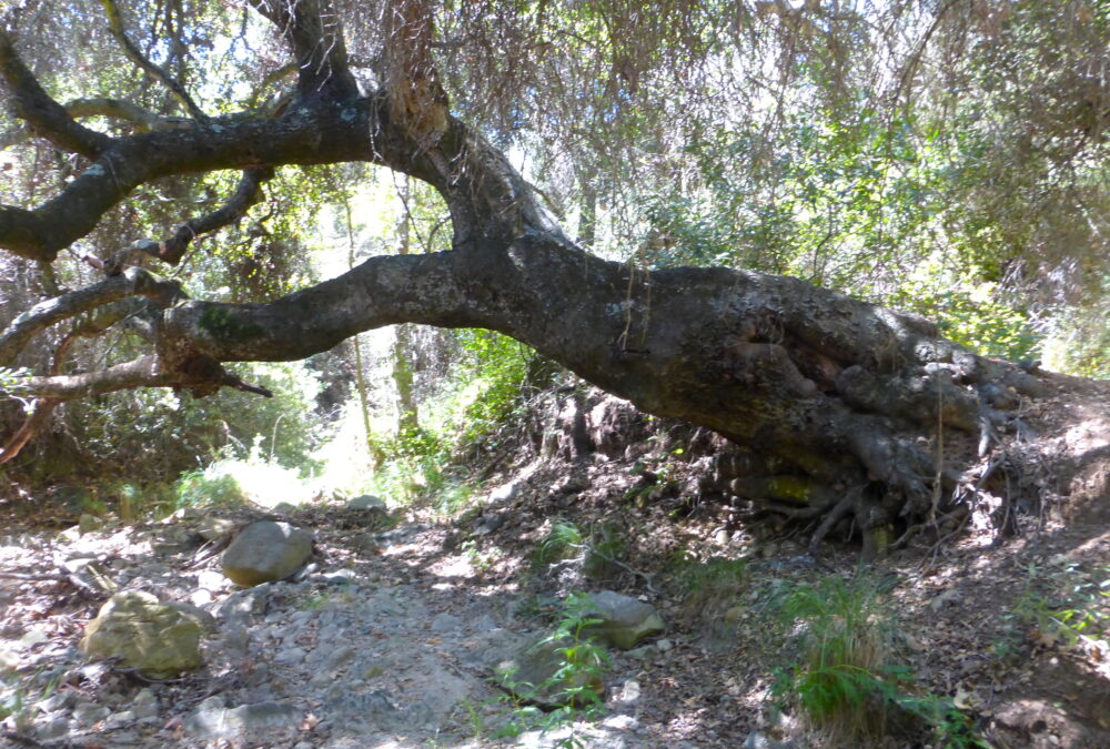 Deep Roots: Topanga’s Oak Trees Are Part of the Wood Wide Web