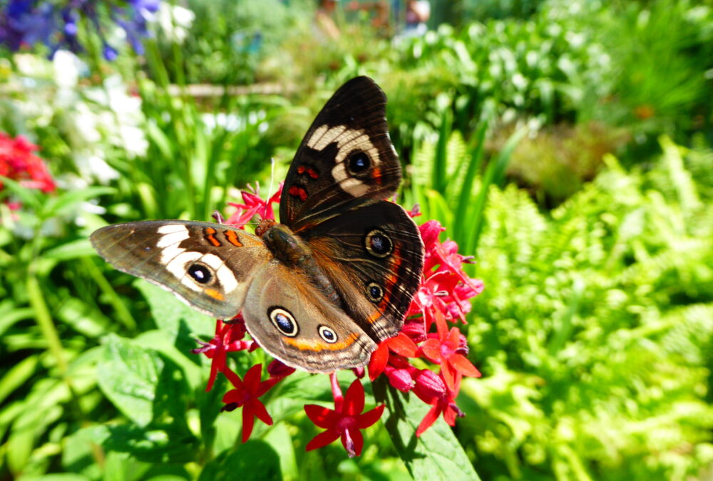 Natural History Museum Butterfly Pavilion and Nature Gardens Reopen
