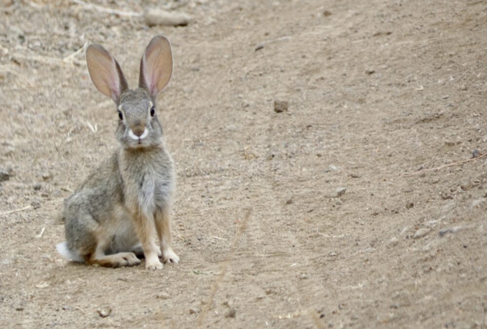 Meet the Neighbors: Topanga’s Wild Rabbits