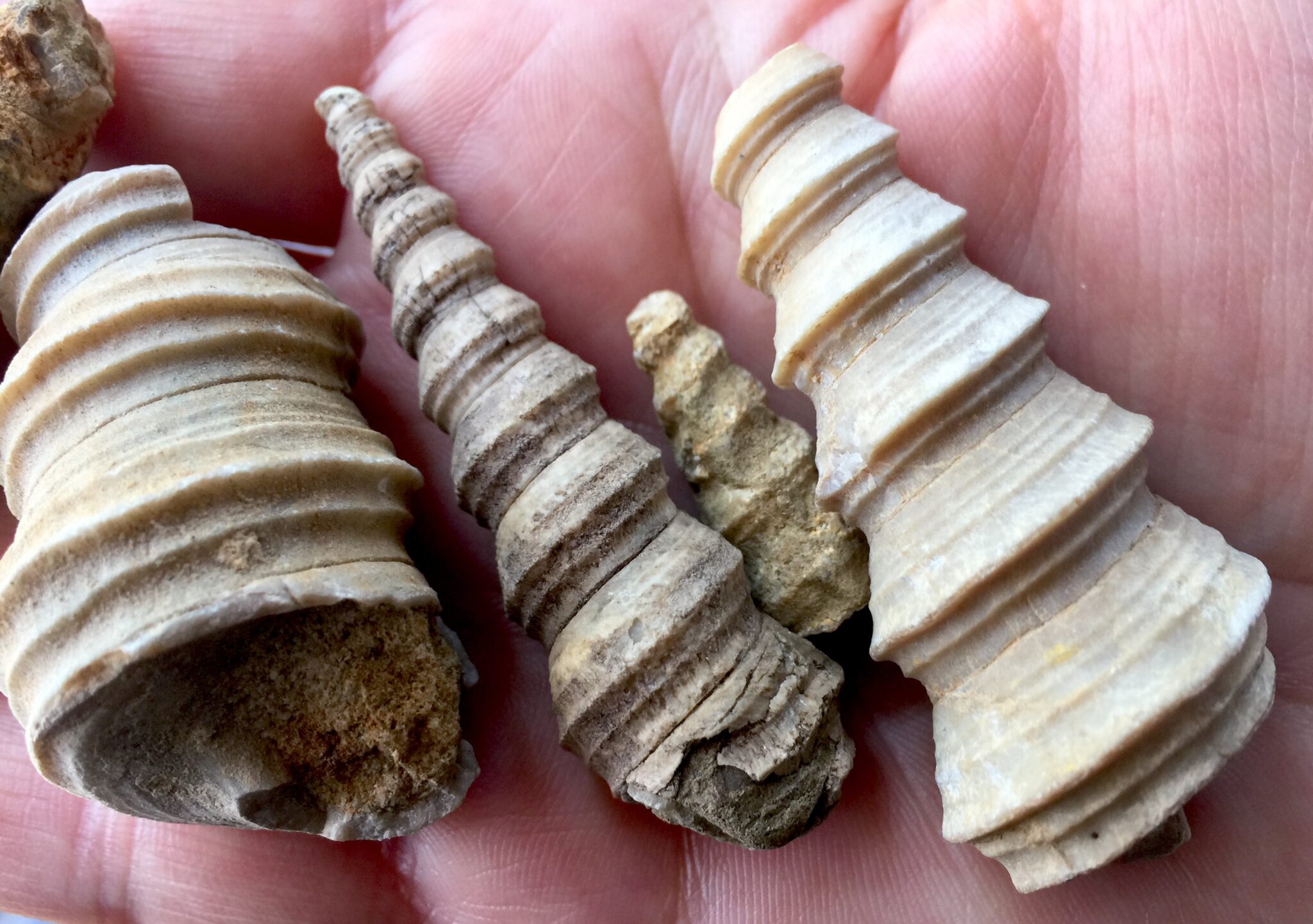 An Ocean Underfoot: Topanga’s Fossils Record the History of Vanished ...