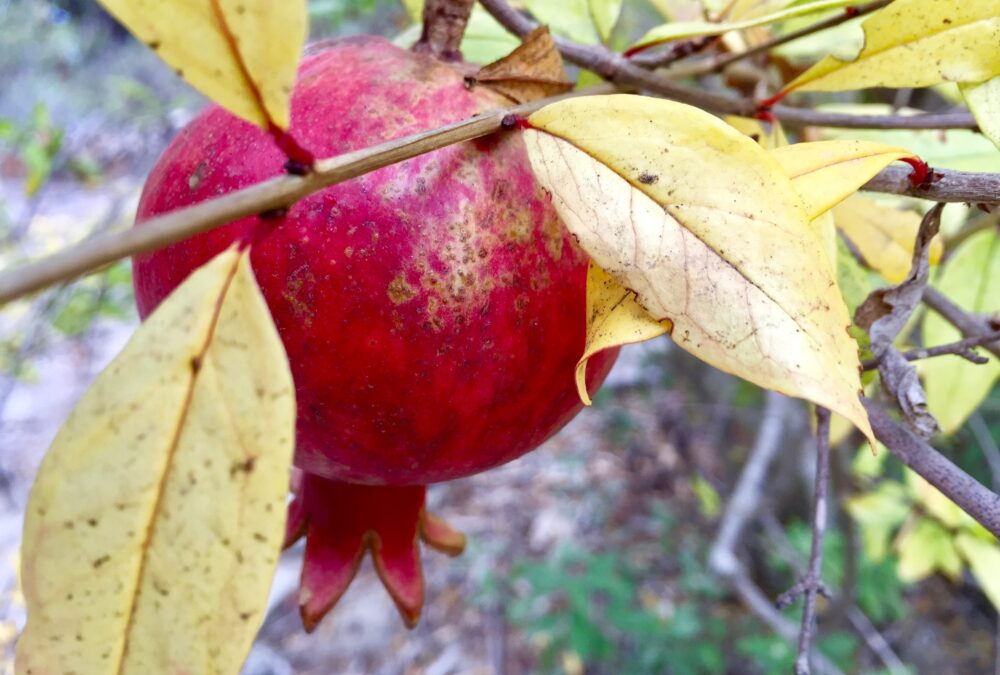Pomegranate Season