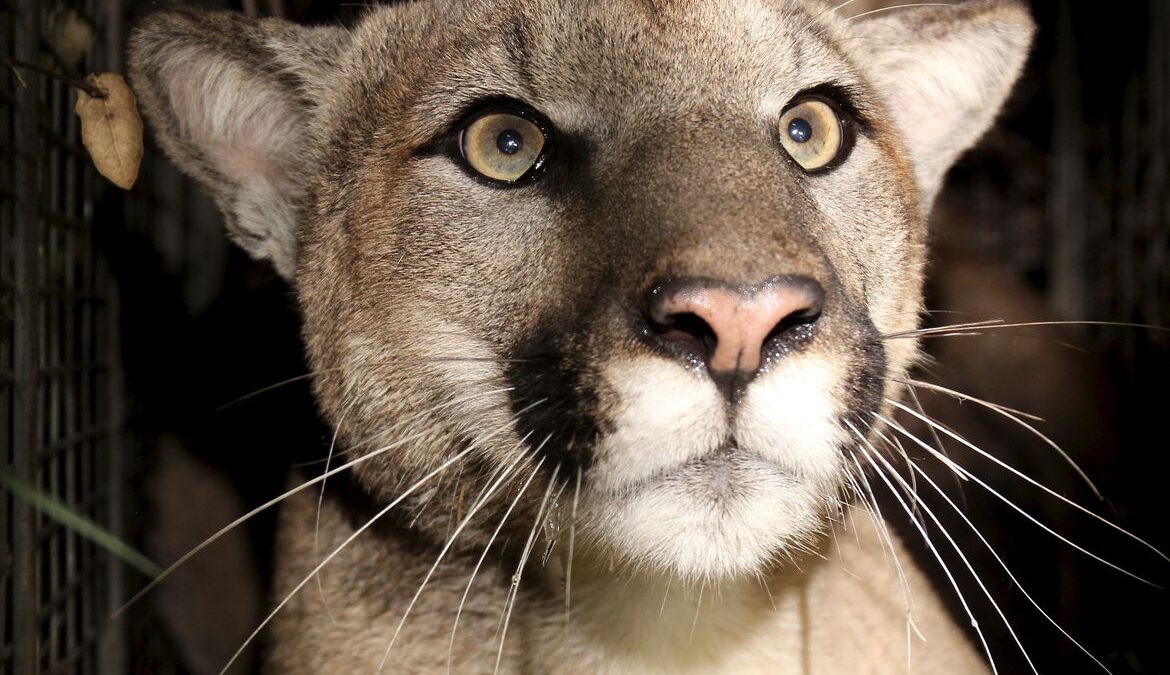 Genetic Isolation Takes Toll on Local Mountain Lions
