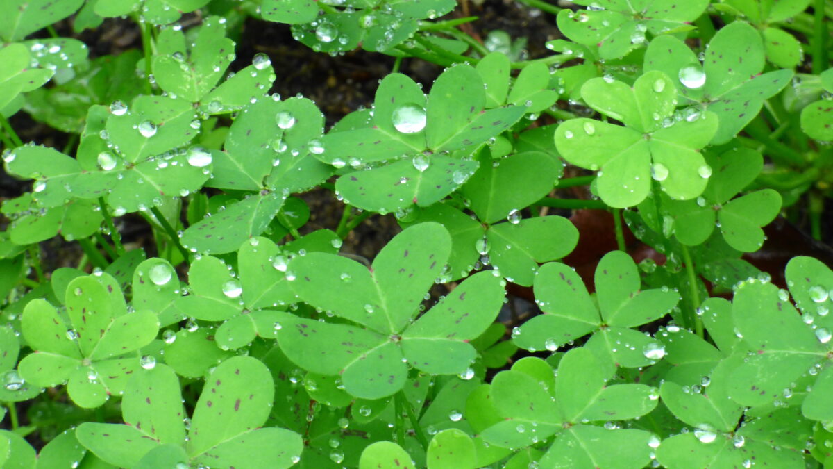 Getting into the Weeds: Oxalis Pes Caprae Is a Beautiful Pest
