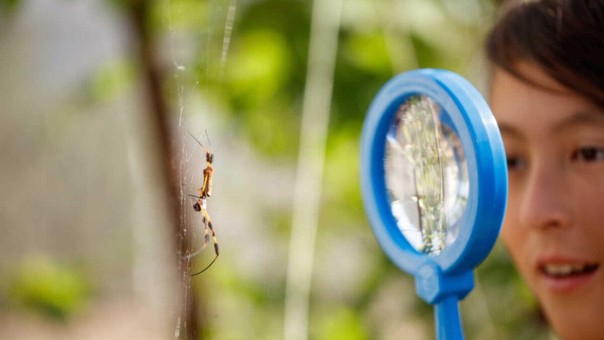 Orb Weavers: Artists & Architects of the Insect World