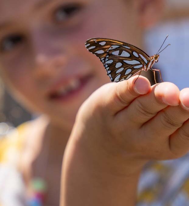 Butterfly Day: A New Topanga Tradition