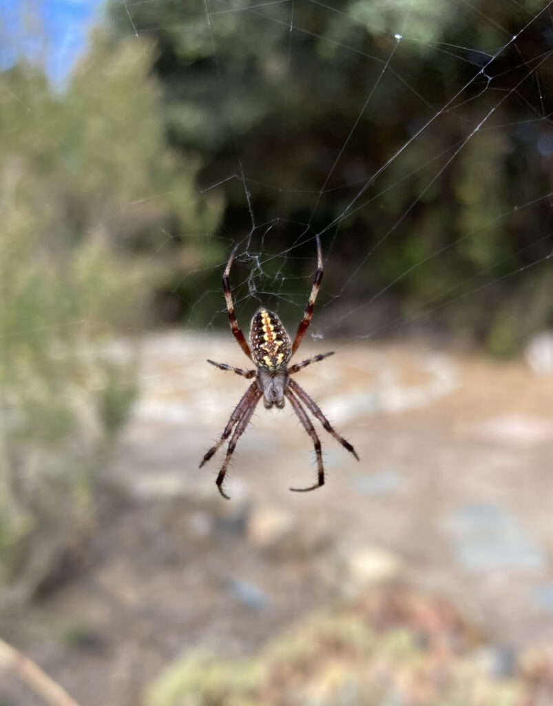 A Giant Spider Weaves Its Way Around the World - Worldcrunch