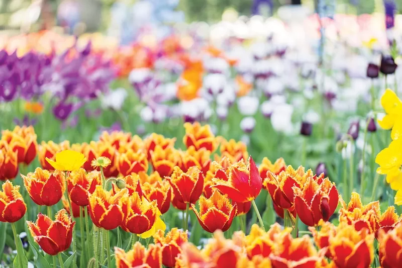 Tiptoe Through The Tulips With the Canyon Sages, on Wednesday, April 12 11:00 a.m.