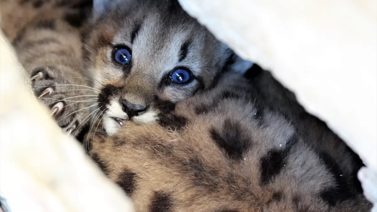 All-Female Litter of Mountain Lion Kittens Discovered in Simi Hills