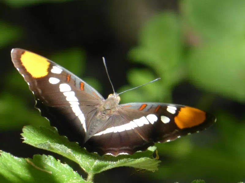 Butterflies: Mythic Beauty