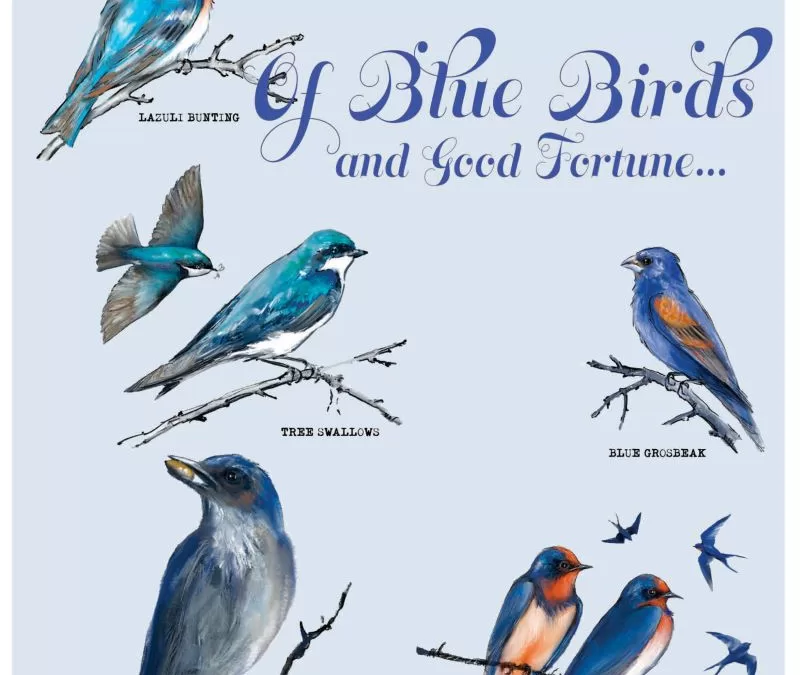 Of Blue Birds and Good Fortune