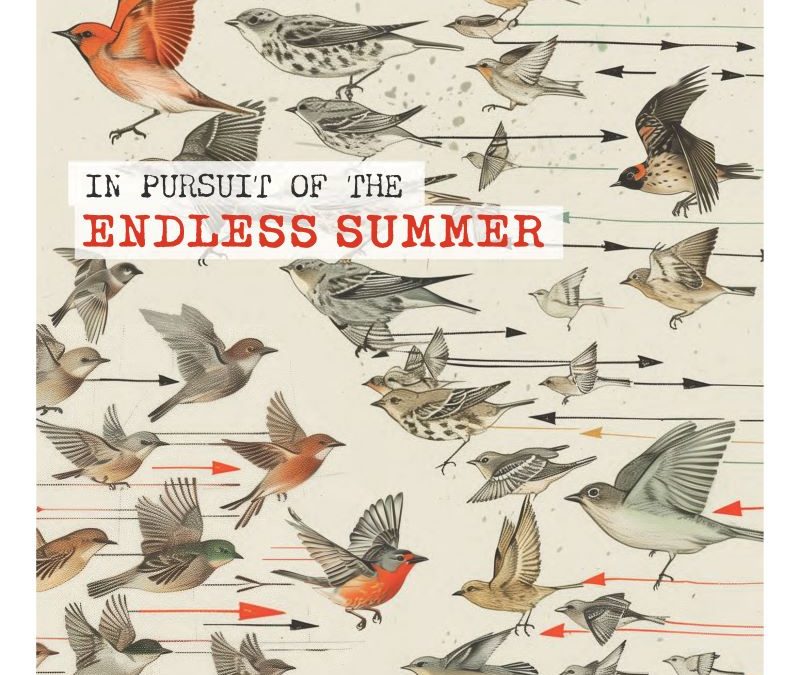 IN PURSUIT OF THE ENDLESS SUMMER