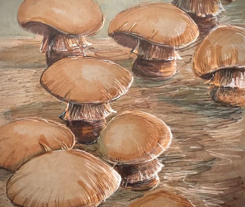 Mushroom Madness