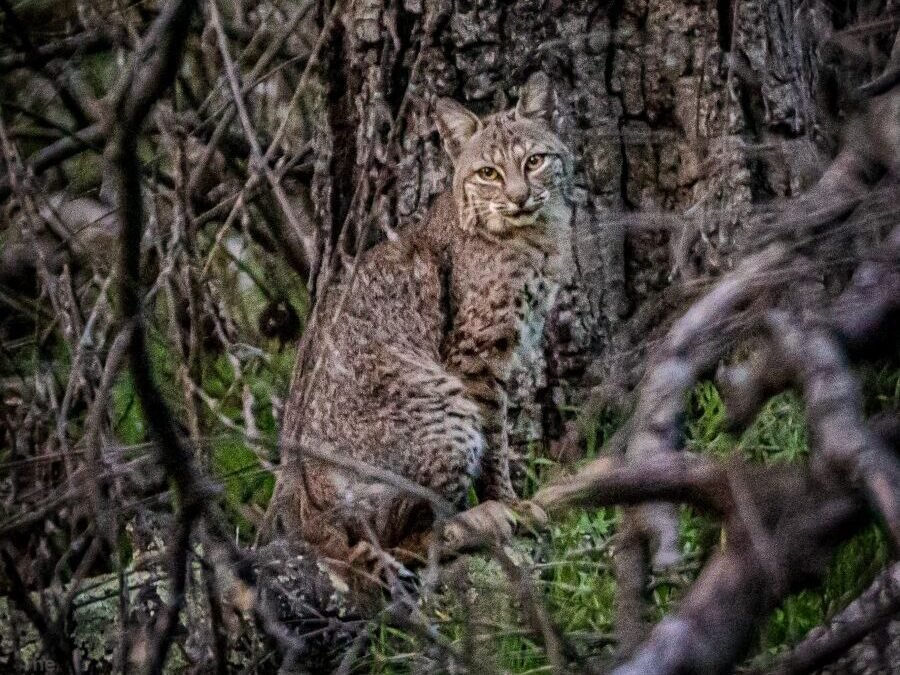 An Open Letter from Topanga Wildlife Protectors